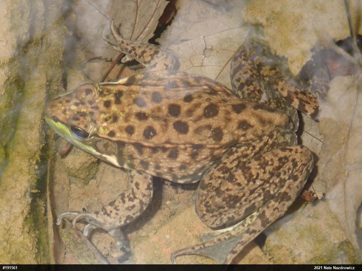 Green Frog