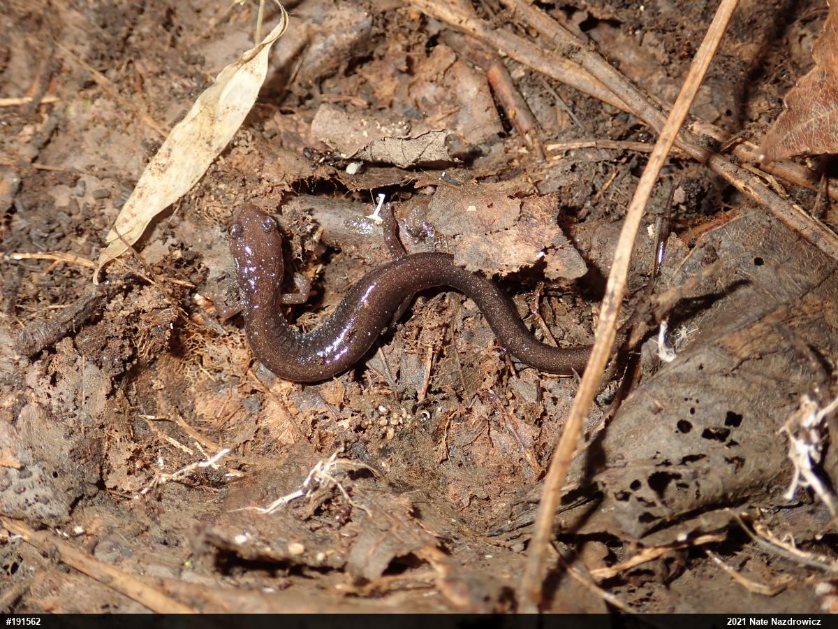 Eastern Red-backed  Salamander