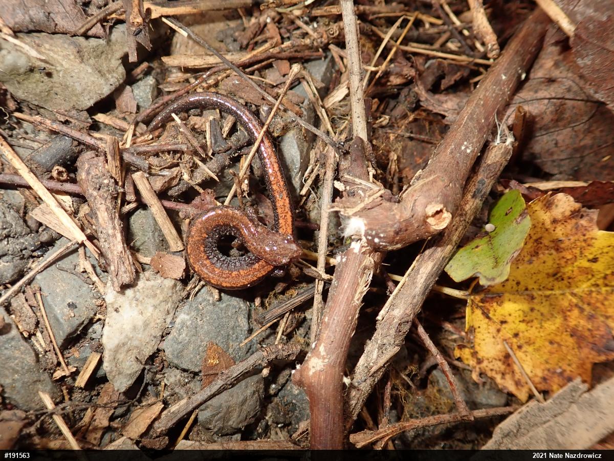 Eastern Red-backed  Salamander