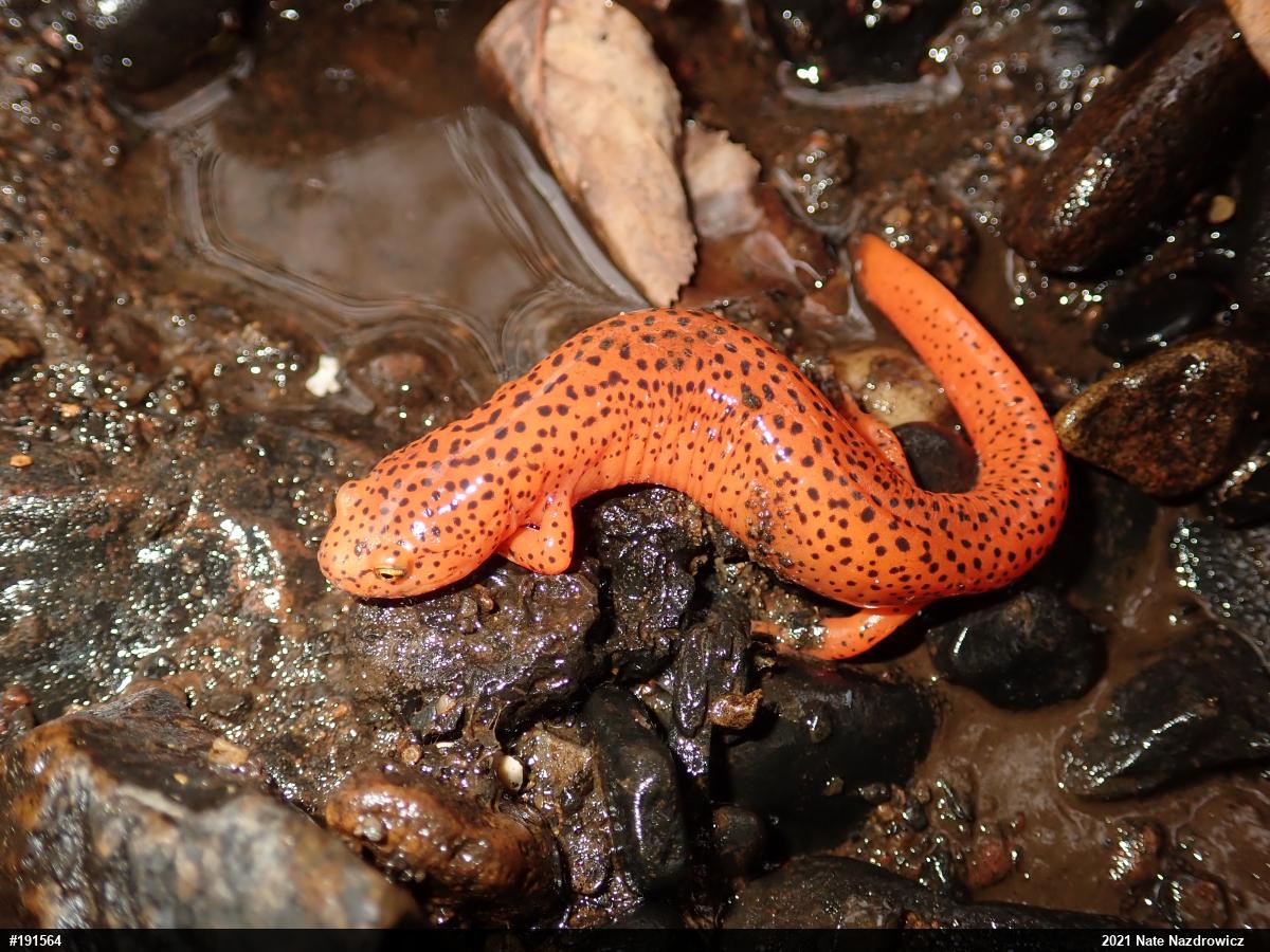Northern Red Salamander
