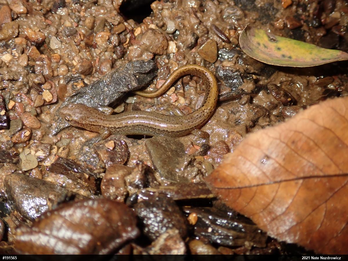 Northern Two-lined Salamander