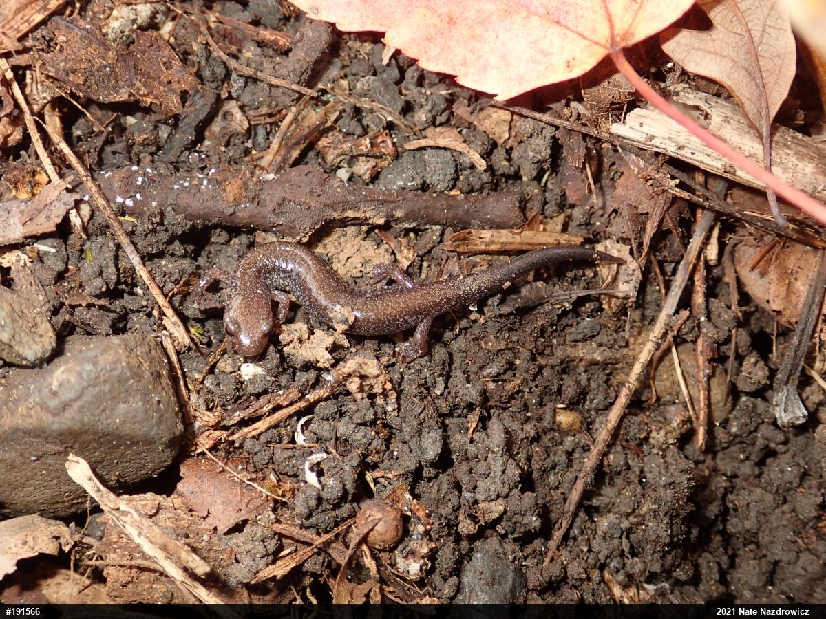 Eastern Red-backed  Salamander