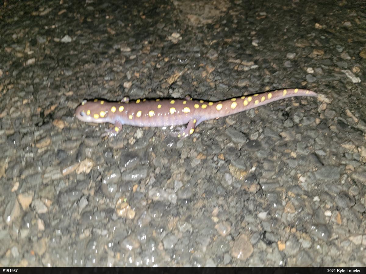 Spotted Salamander