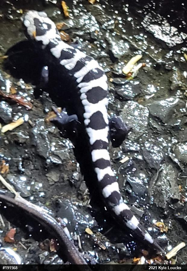 Marbled Salamander