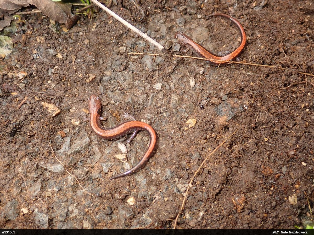 Eastern Red-backed  Salamander