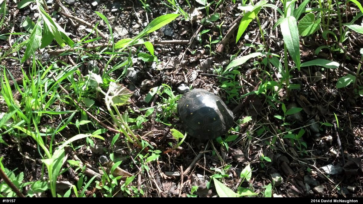 Spotted Turtle