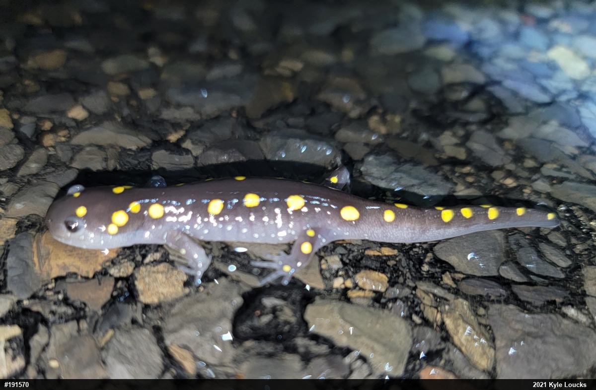 Spotted Salamander