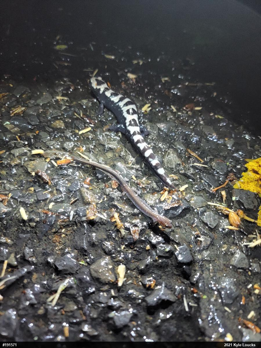 Eastern Red-backed  Salamander