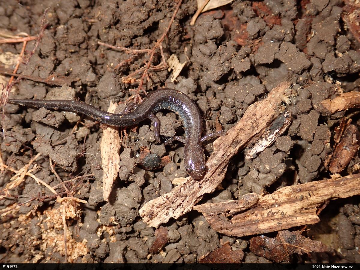 Eastern Red-backed  Salamander