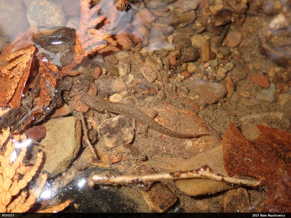 Northern Two-lined Salamander