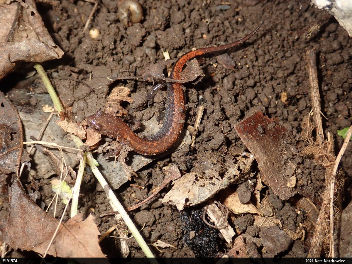 Eastern Red-backed  Salamander