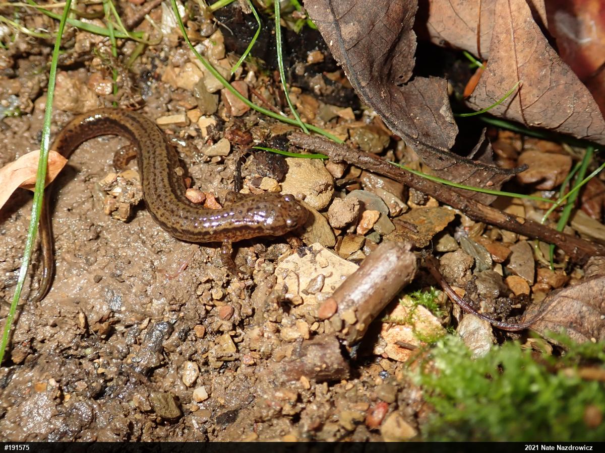 Northern Two-lined Salamander