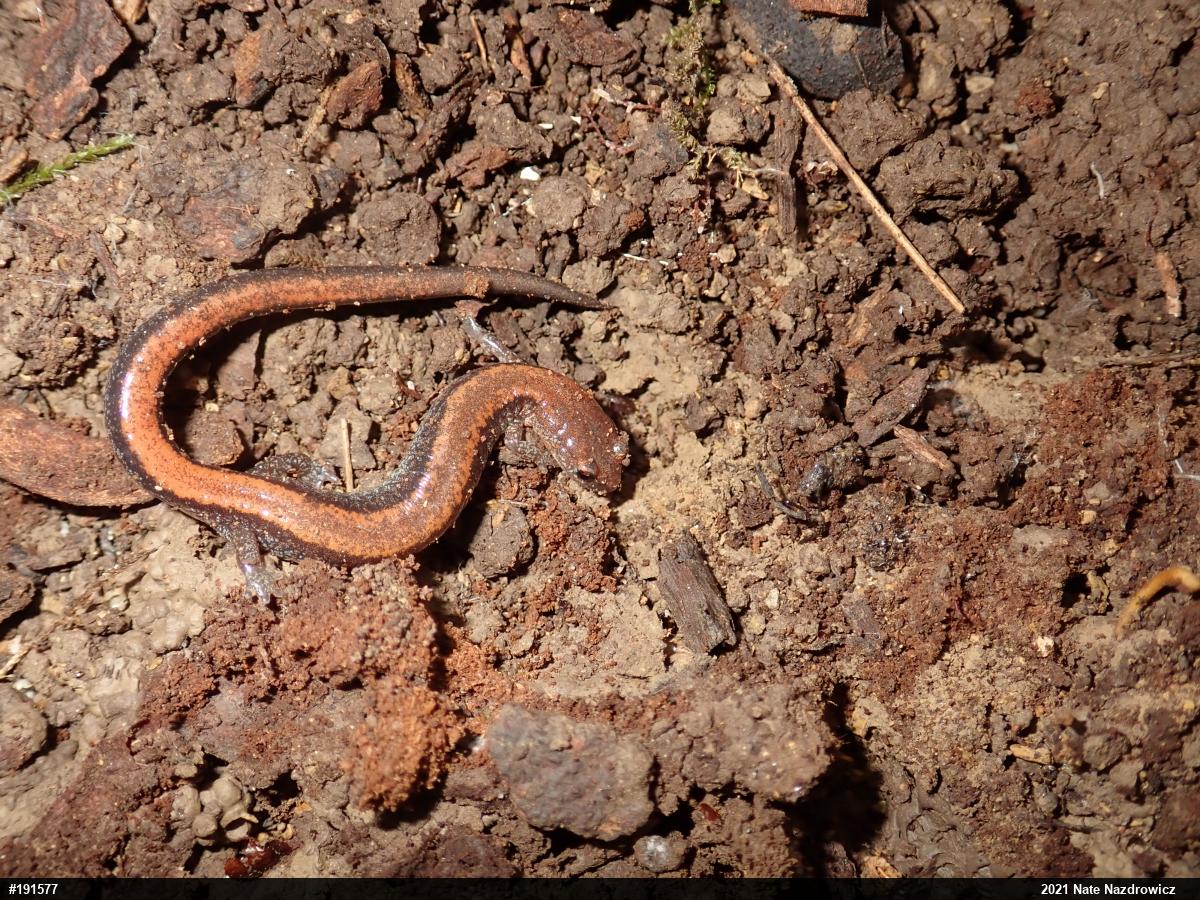 Eastern Red-backed  Salamander