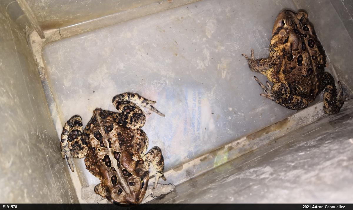Eastern American Toad
