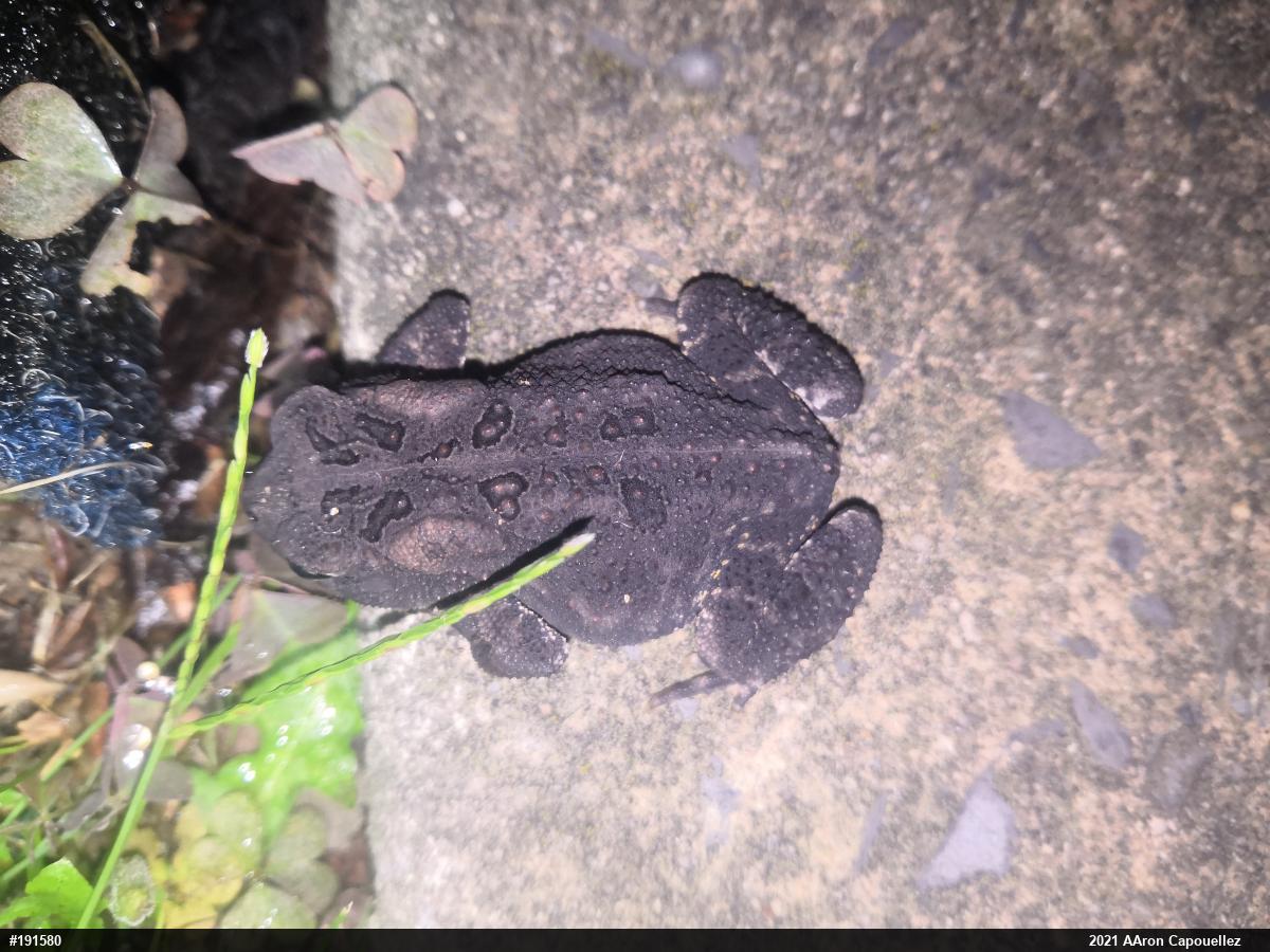 Eastern American Toad
