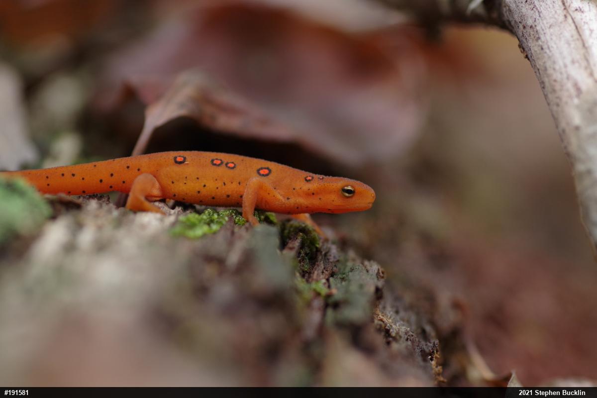 Red-spotted Newt