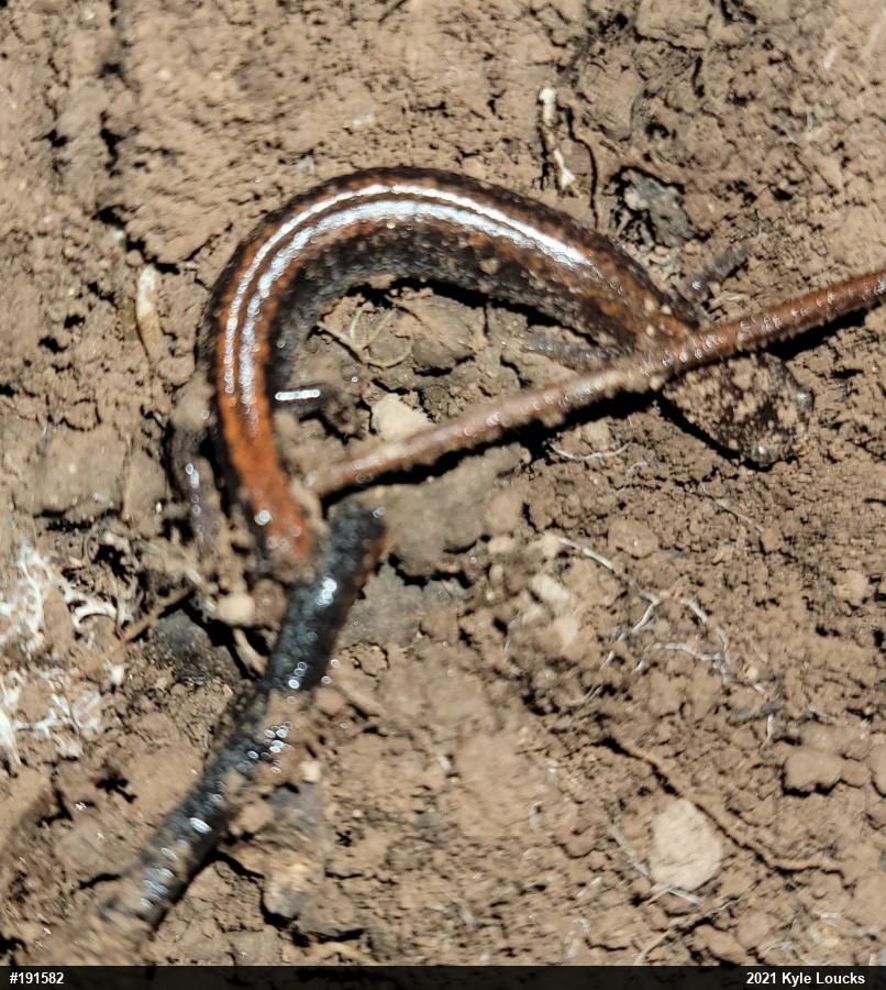 Eastern Red-backed  Salamander