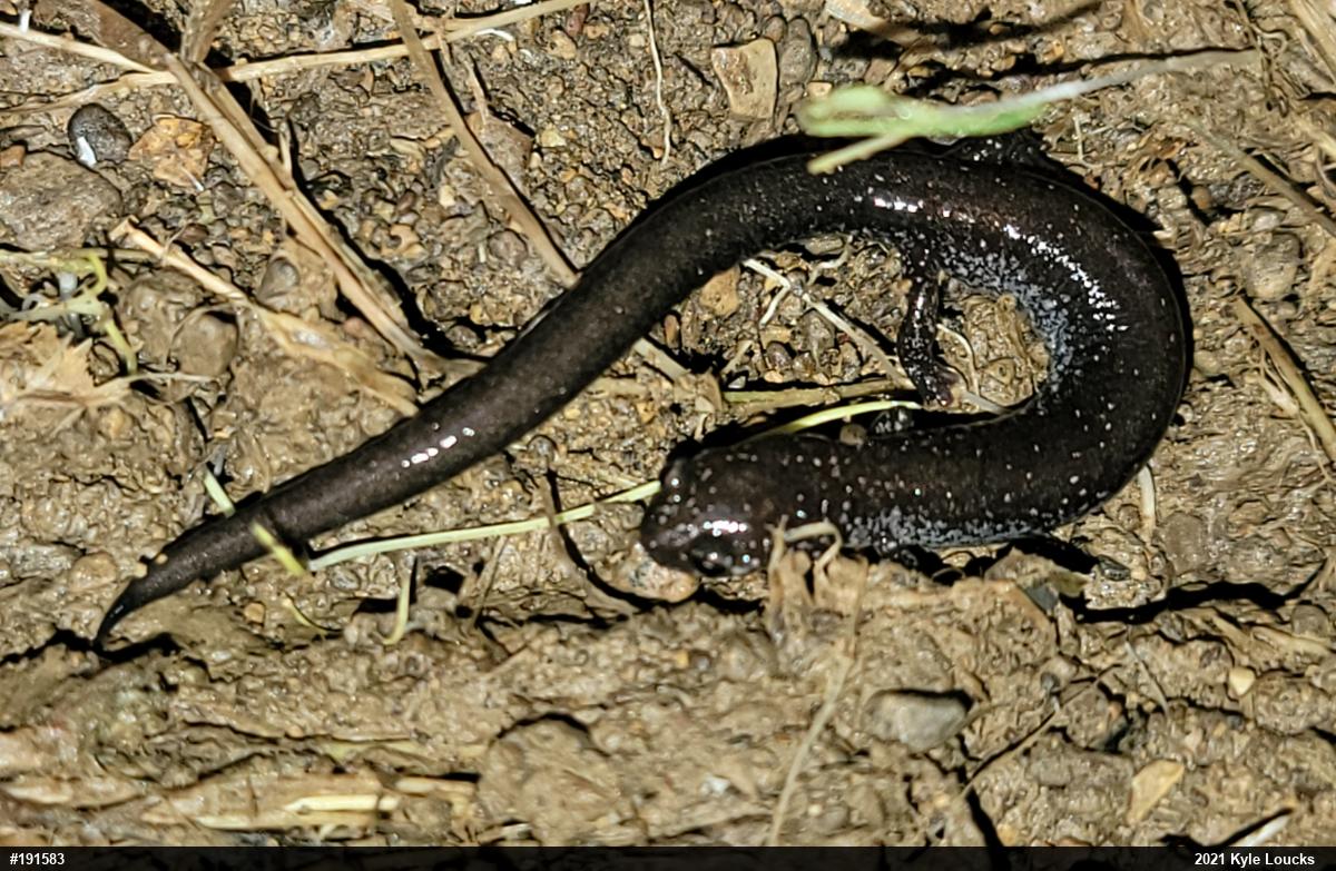Eastern Red-backed  Salamander