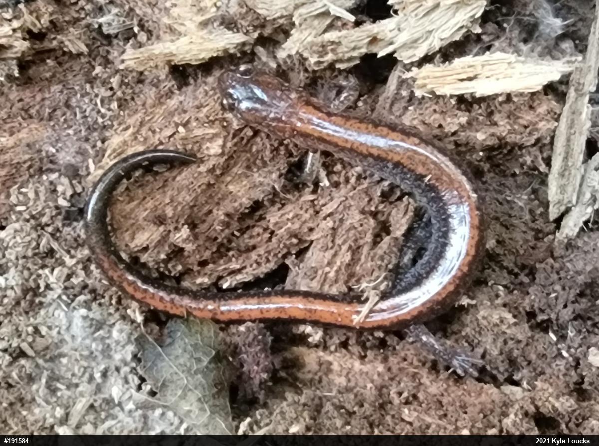 Eastern Red-backed  Salamander