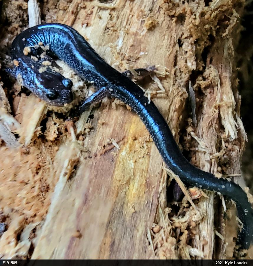 Eastern Red-backed  Salamander