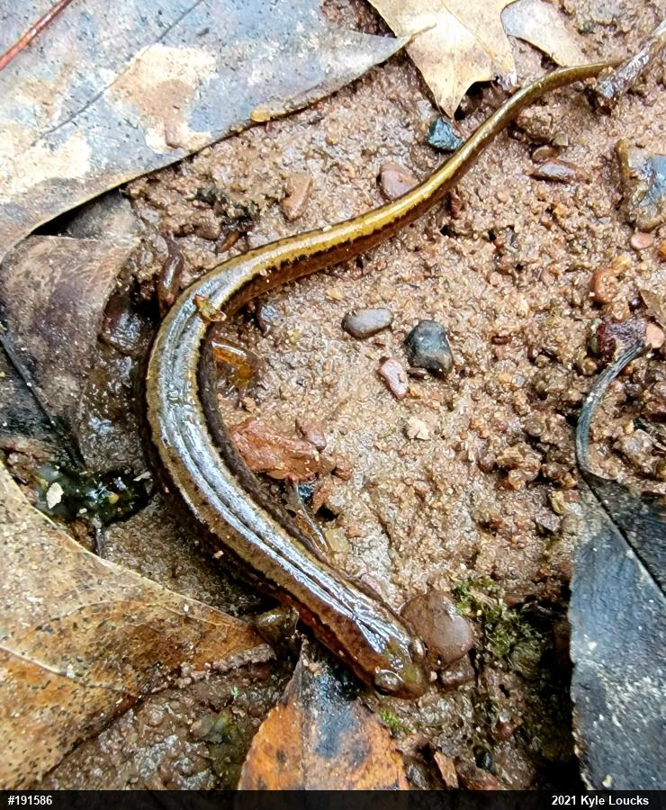 Northern Two-lined Salamander