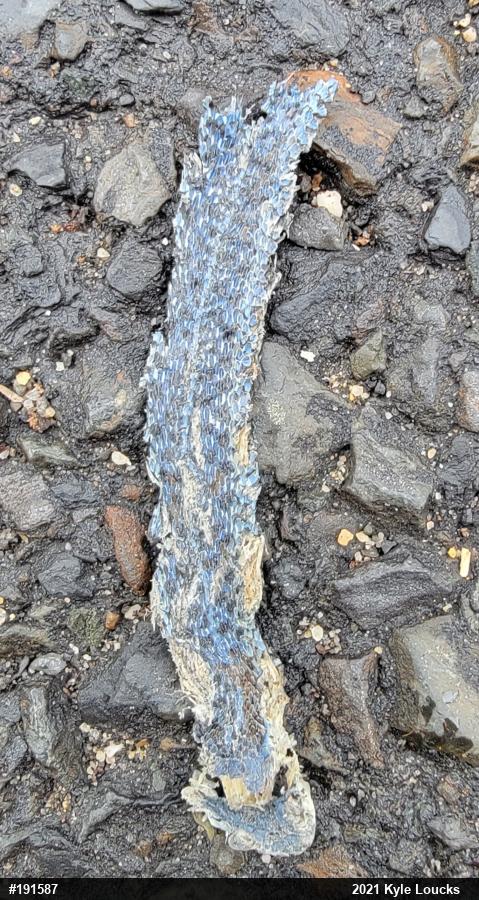 Eastern Gartersnake