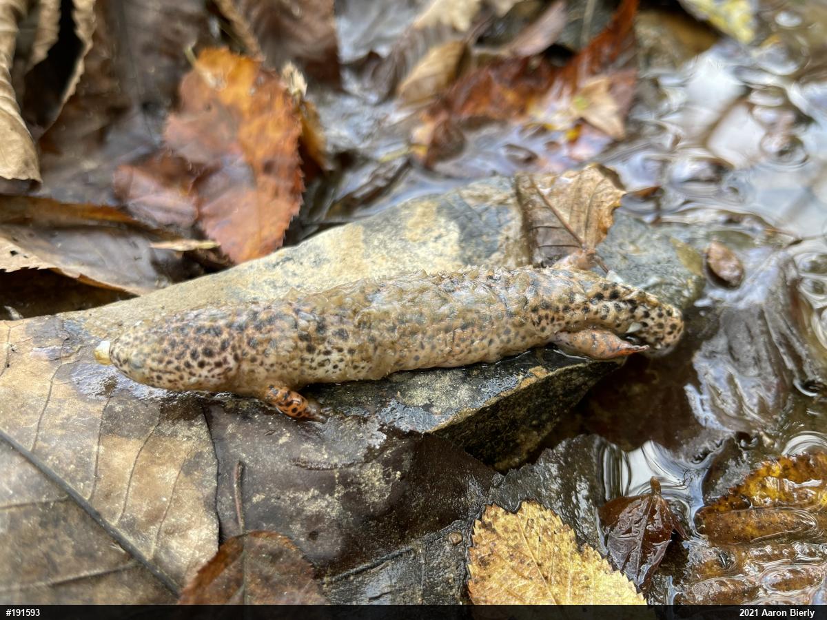 Northern Red Salamander