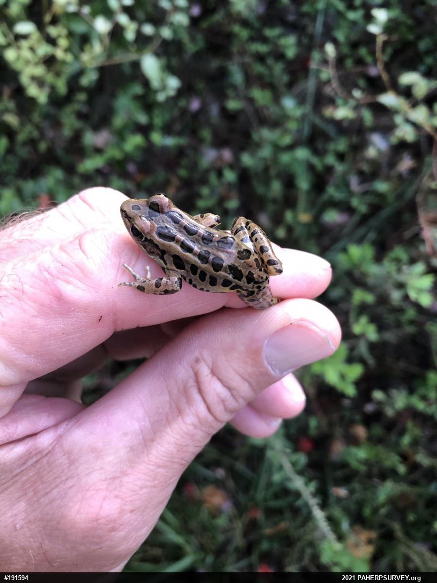 Pickerel Frog