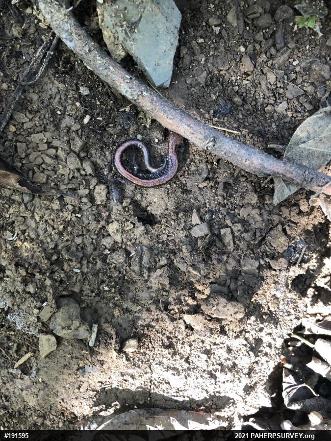 Eastern Red-backed  Salamander