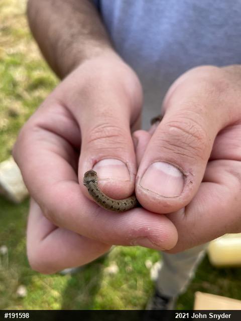 Dekay's Brownsnake