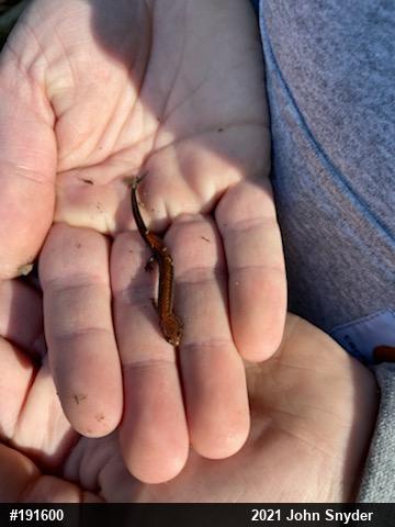 Eastern Red-backed  Salamander