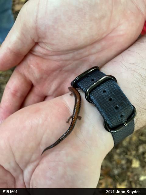 Eastern Red-backed  Salamander