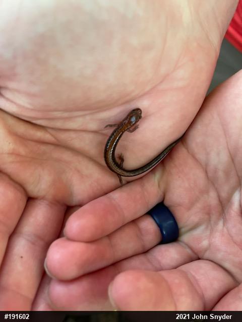 Eastern Red-backed  Salamander