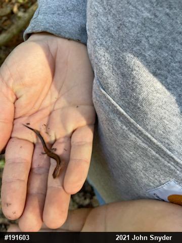 Eastern Red-backed  Salamander