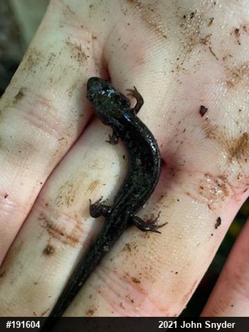 Northern Dusky Salamander