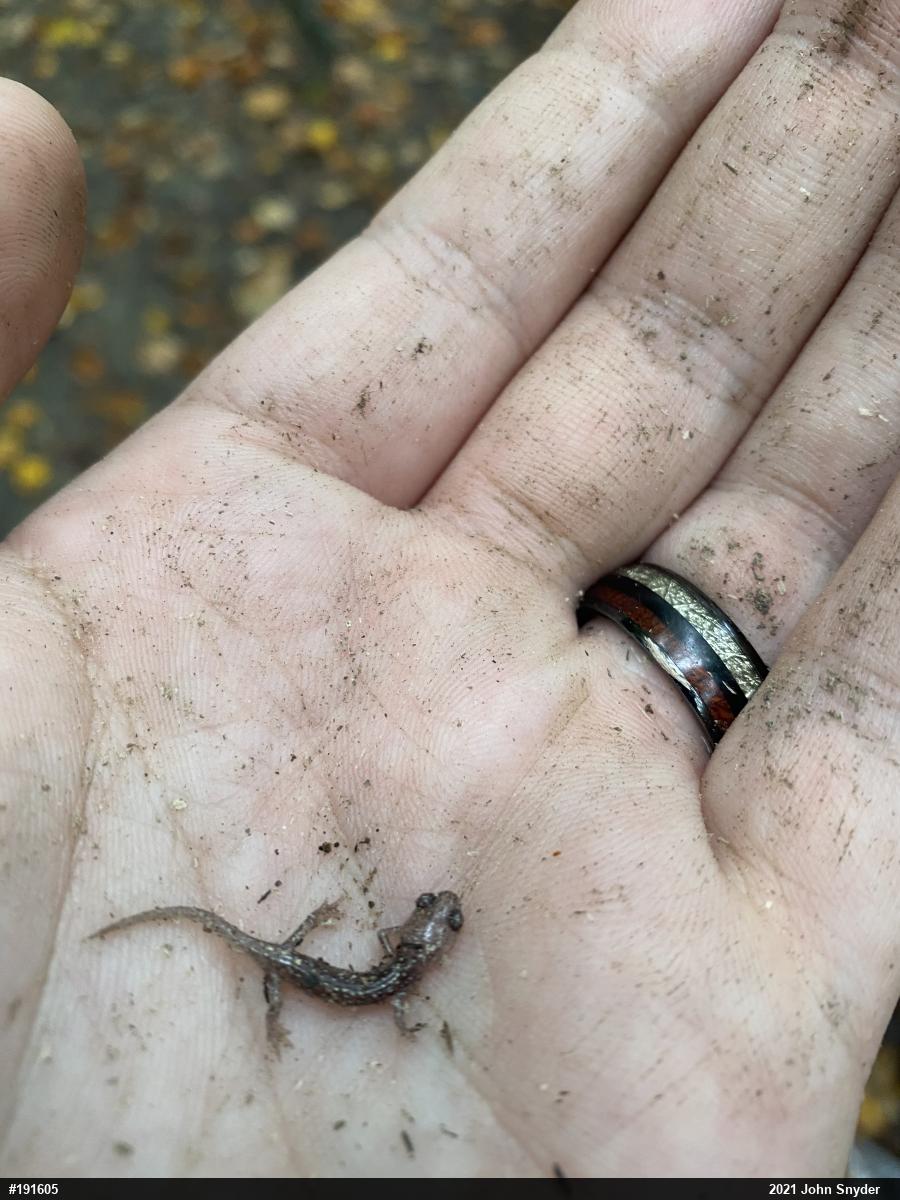 Woodland Salamanders