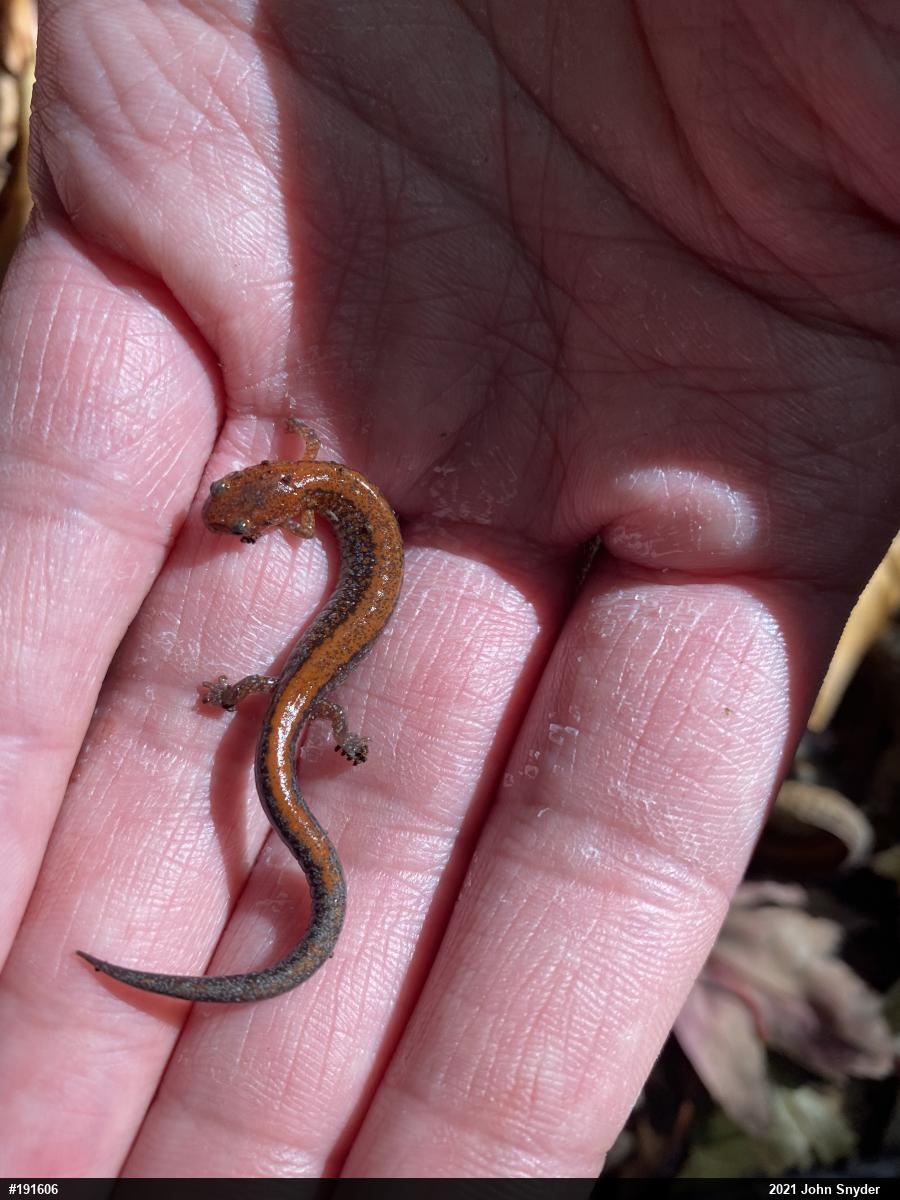 Eastern Red-backed  Salamander