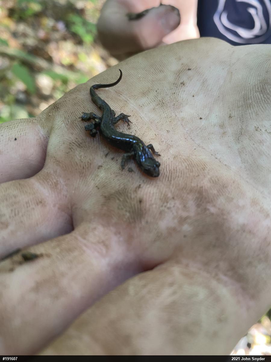 Allegheny Mountain Dusky Salamander
