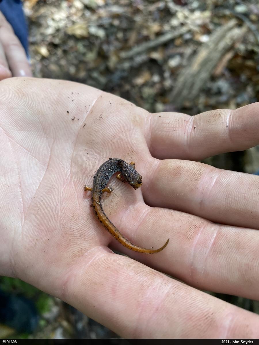 Four-toed Salamander