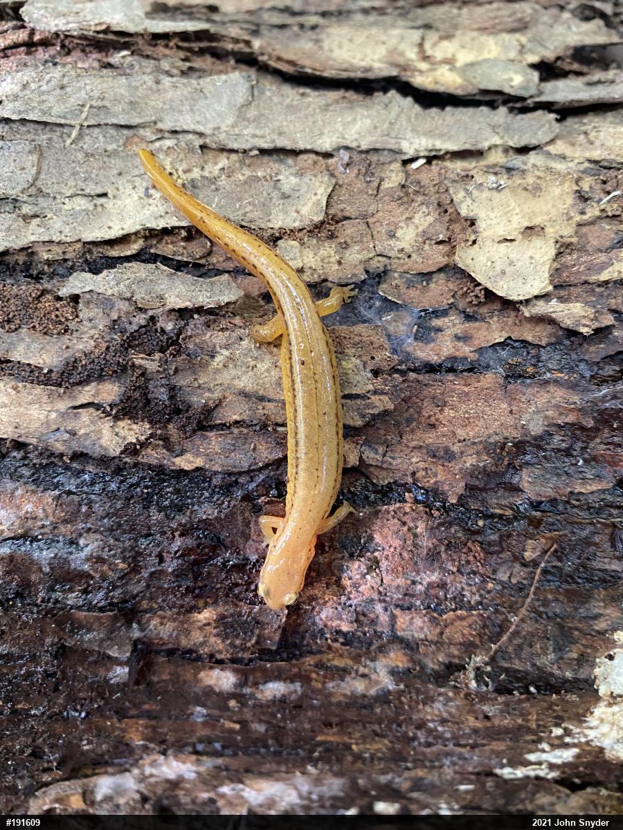 Northern Two-lined Salamander