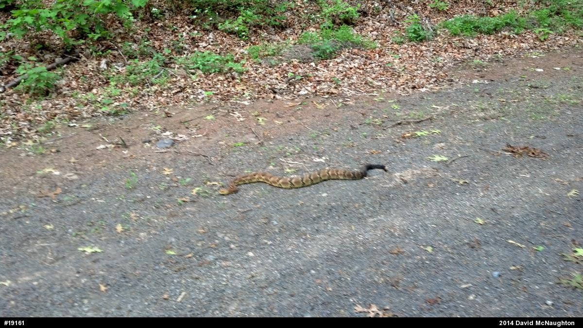 Timber Rattlesnake