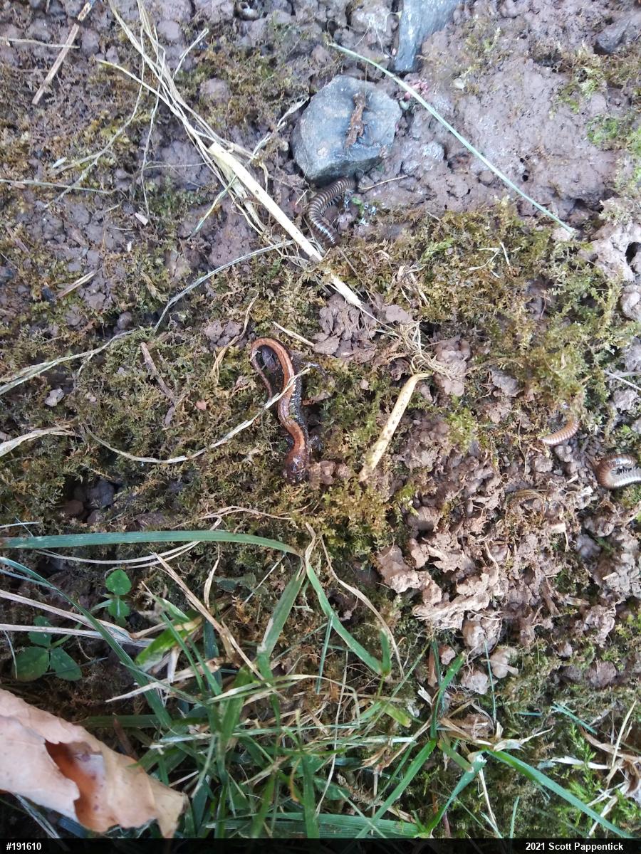 Eastern Red-backed  Salamander