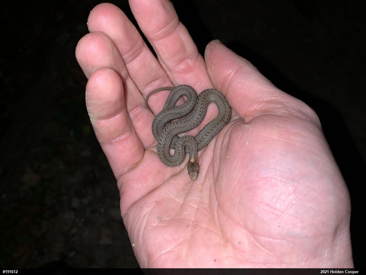 Red-bellied Snake