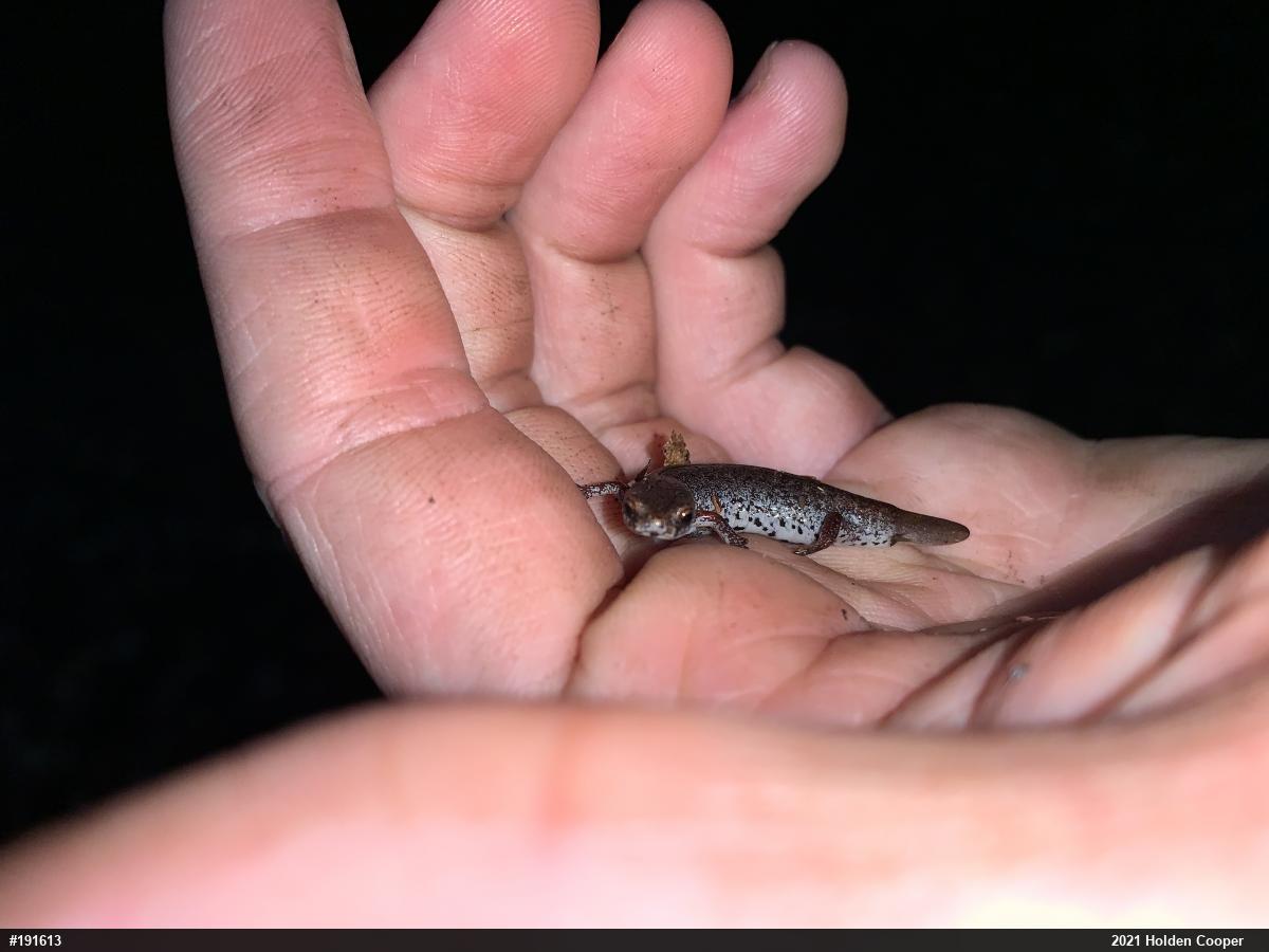 Four-toed Salamander