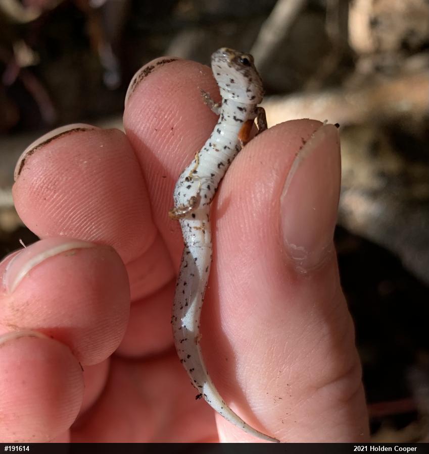 Four-toed Salamander