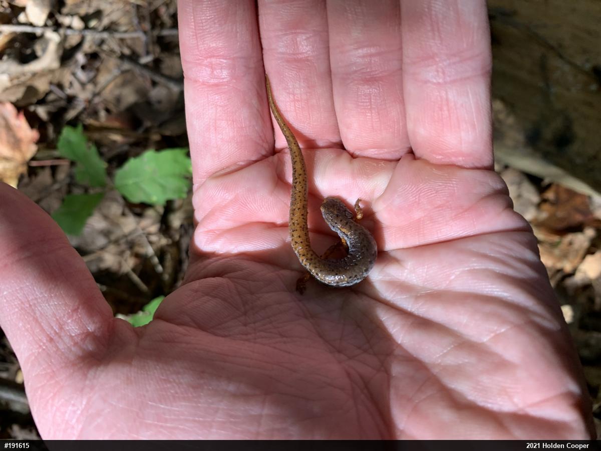 Four-toed Salamander