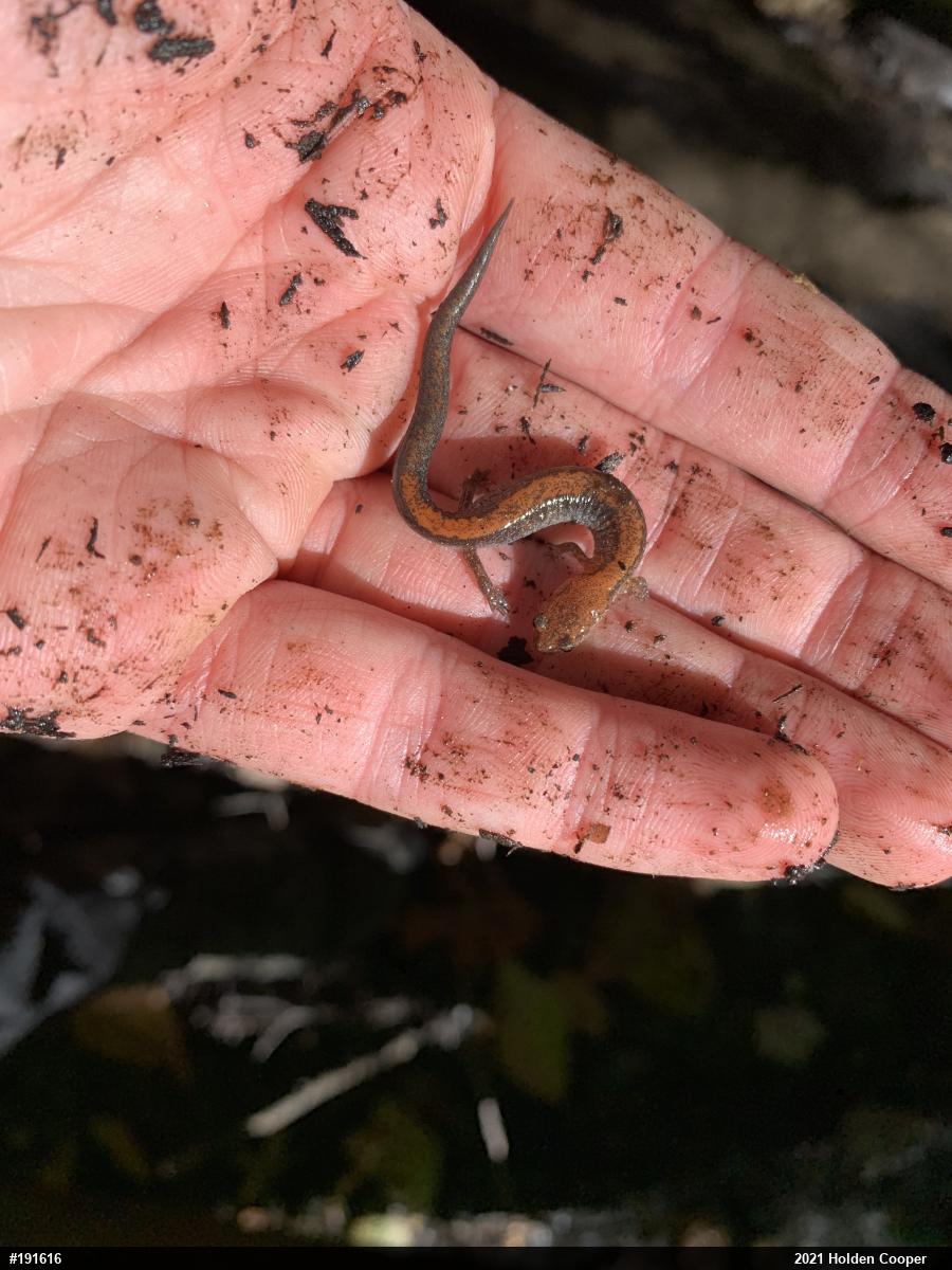 Eastern Red-backed  Salamander