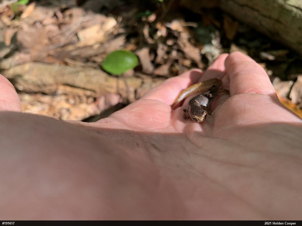 Four-toed Salamander