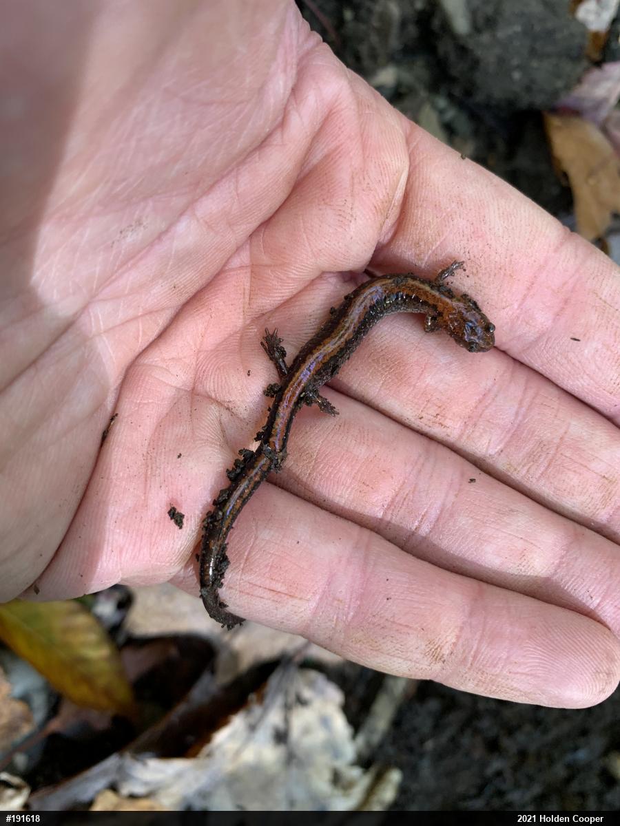 Eastern Red-backed  Salamander