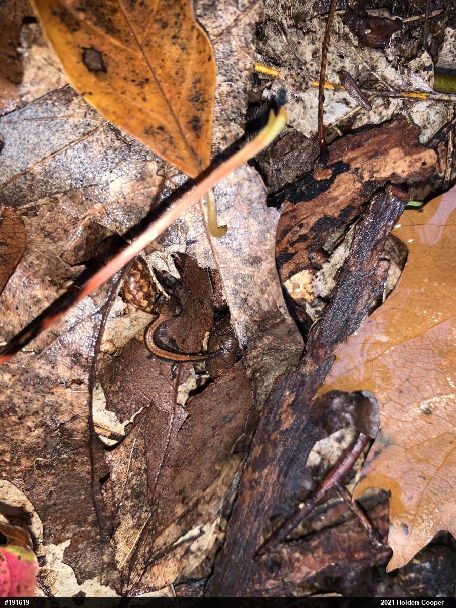 Eastern Red-backed  Salamander